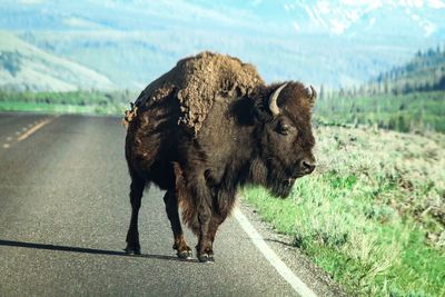 View of a horse on road