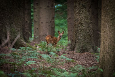 Deer standing in a forest