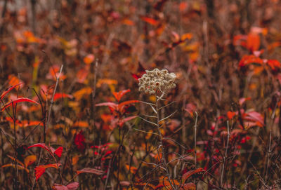 Close-up of plants growing on field