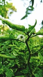 Close-up of insect on plant