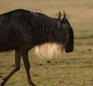 Horse standing in a field