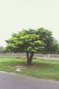 Trees on landscape