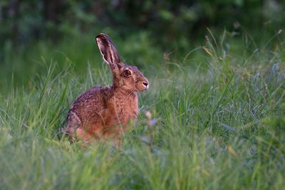 Rabbit looking away while on land