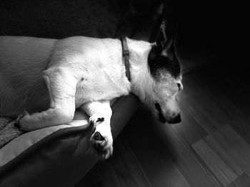 High angle view of dog lying on floor at home