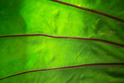 Full frame shot of green leaf