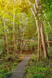 Footpath amidst trees in forest