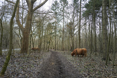 View of an animal in forest