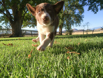 Dog on grass