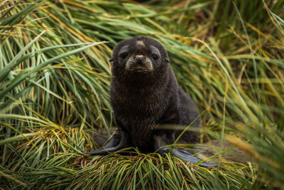 Sad antarctic fur seal pup on grass