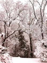 Snow covered bare trees in forest