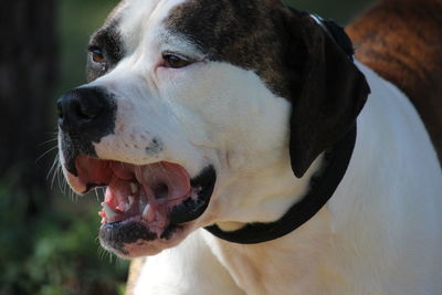 Close-up of a dog