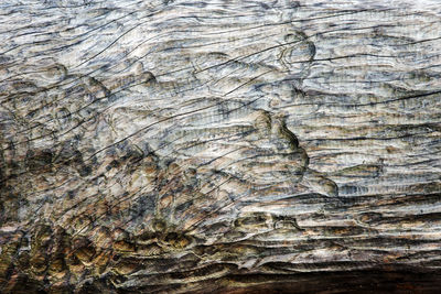 Full frame shot of tree trunk