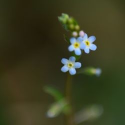 Close-up of white flowers blooming outdoors