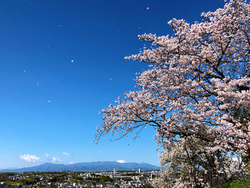 Cherry blossom tree against blue sky