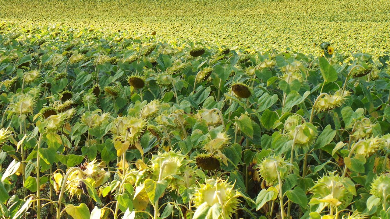 flower, growth, freshness, yellow, field, beauty in nature, nature, plant, agriculture, fragility, abundance, full frame, green color, rural scene, backgrounds, blooming, tranquility, farm, high angle view, day