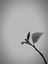 Close-up of plant against white background