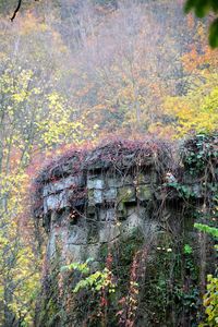 Plants growing in forest during autumn