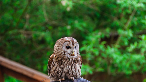 Close-up of owl perching on tree