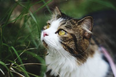 Close-up of cat looking away