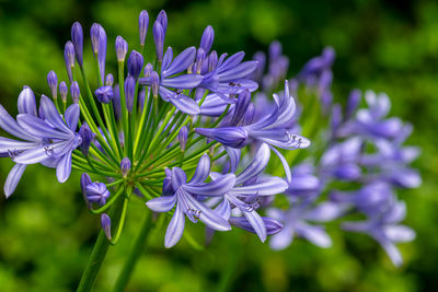 Close-up of purple flowering plant