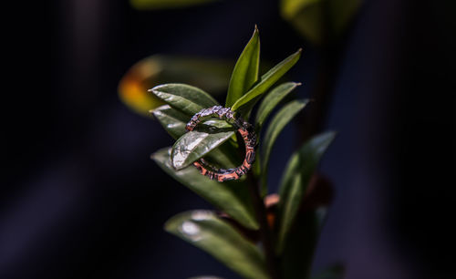 Close-up of raindrops on flower