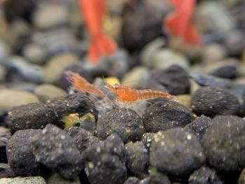 Close-up of fish on pebbles