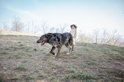 Dogs on field