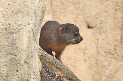 Close-up of rock hyrax on rock