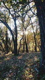 Trees in forest