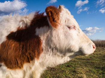 Close-up of cow head against sky