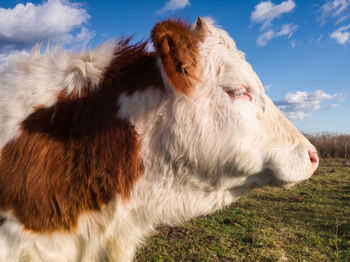 Close-up of cow lying on field