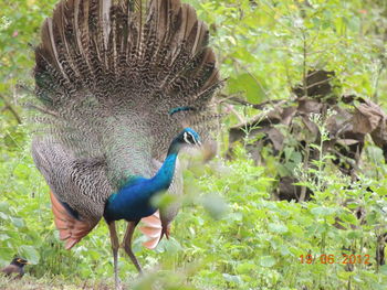 Peacock in a field