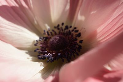 Extreme close-up of pink flower