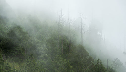 Trees in forest during foggy weather