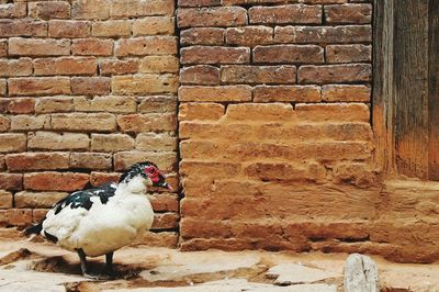 Bird perching on brick wall