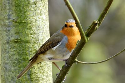 Close-up of bird perching on branch