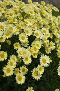 Close-up of daisy flowers