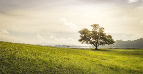 Scenic view of field against sky