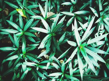 High angle view of plants