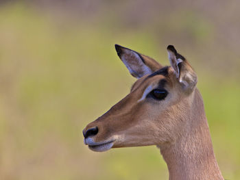 Close-up of deer