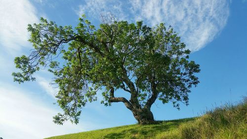 Low angle view of trees against cloudy sky