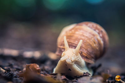 Close-up of snail on land