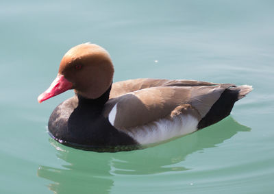 Close-up of duck swimming in lake