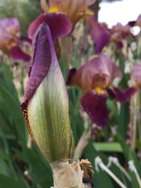 Close-up of purple flowers blooming outdoors