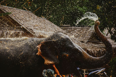 Close-up of turtle in water