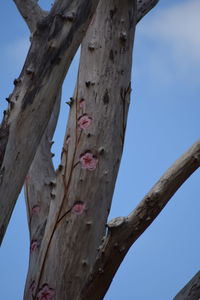 Low angle view of a tree