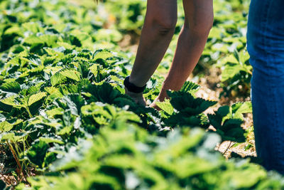 Cropped image of person harvesting strawberries on field
