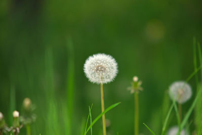 Close-up of dandelion on field