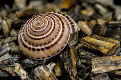 animal wildlife