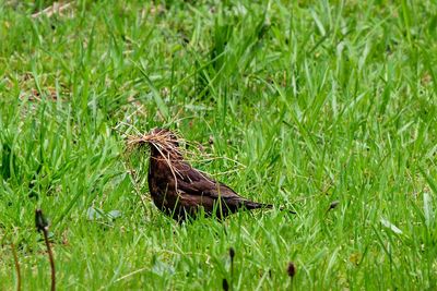 Close-up of bird on field